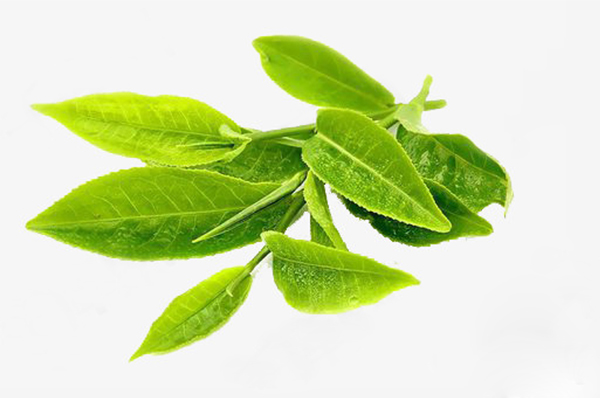Tea Tree 
